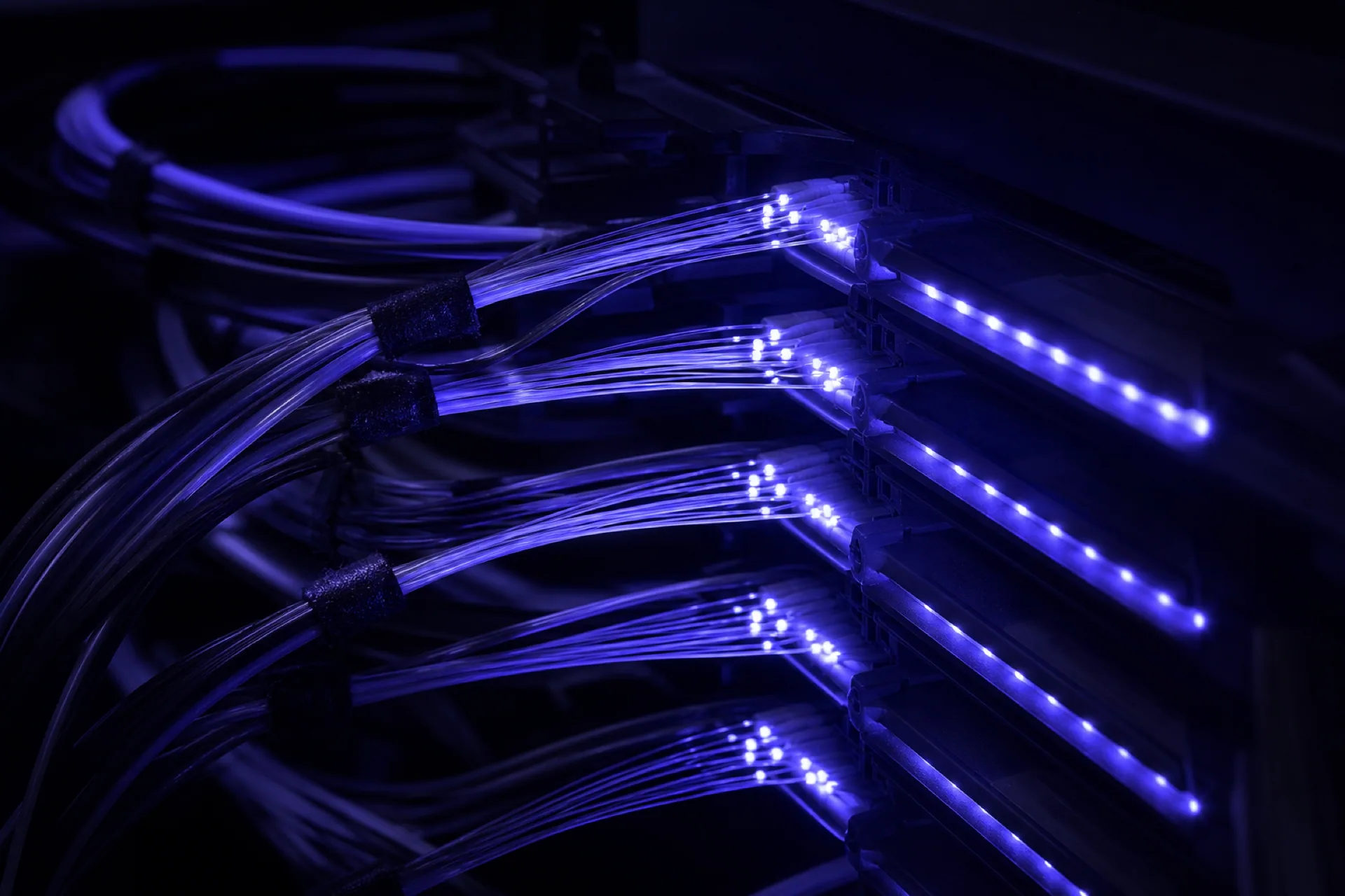 Primer plano de mazos de fibra óptica encendidos en violeta entrando a las bandejas de un panel de conexiones.